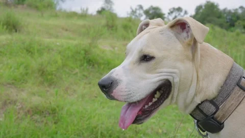 Close up of a happy, light colored pitbull panting with its tongue out Video stock 342540004