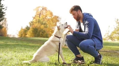 Close-up of a happy man with his beloved dog on a sunny autumn day in the park Stock Footage 237913183