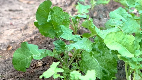Close-up of happy two child in boots are watering vegetables grown in backyard.  Video stock 142053745