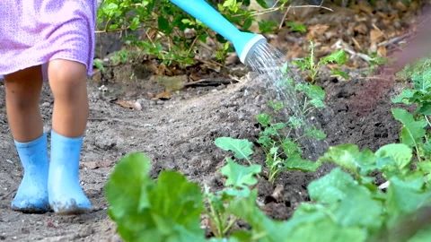 Close-up of happy two child in boots are watering vegetables grown in backyard.  Video stock 142053763