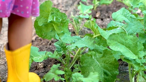 Close-up of happy two child in boots are watering vegetables grown in backyard.  Stock Footage 142053847