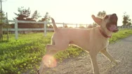 Close Up: Happy Young Puppy Dog Jumping Freely Around On Countryside Farm Ranch Stock Footage