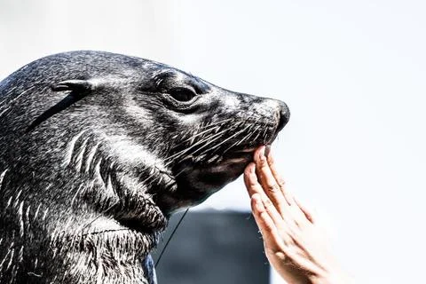 Close-up of a harbor seal coming out of the water with details on whiskers an Stock Photos