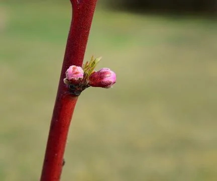 Close-up of Harco nectarine tree buds Stock Photos