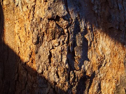 Close up hard tree trunk bark crust, warm sunlight diagonal stripe Foto stock