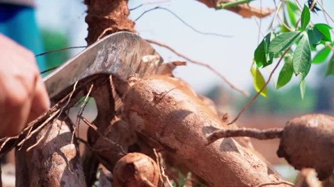 Close up hardly chopping cassava using machete  side shot slow motion 50fps Stock-Footage 156229350