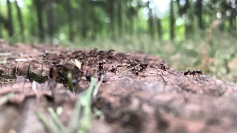 Close up of hardworking ants in the forest Stock Footage 171773788