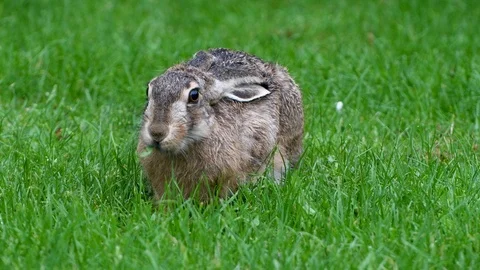 Close-up of a hare eating eating leafs and grass on a rainy September day Stock Footage 115509415