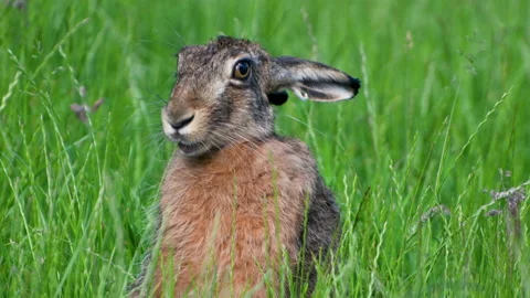 Close-up of a hare eating grass Stock Footage 137452511