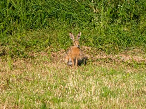 Close-up of hare on the field Stock Photos