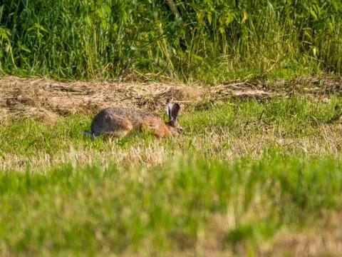 Close-up of hare in the meadow at sunset Stock Photos