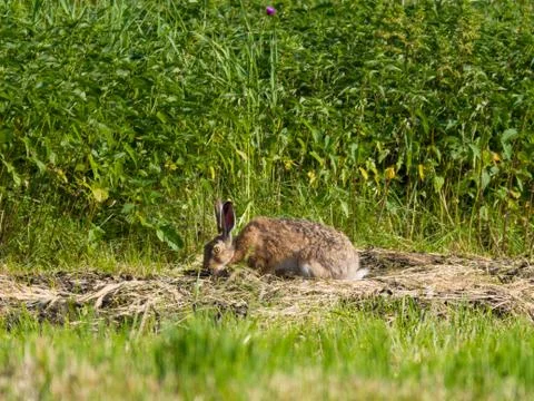 Close-up of hare in the meadow at sunset Stock Photos