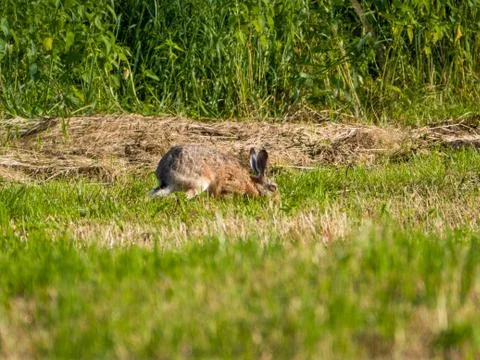 Close-up of hare in the meadow at sunset Stock Photos
