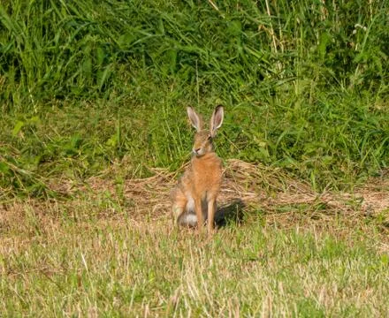 Close-up of hare in the meadow at sunset Stock Photos