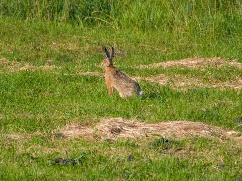 Close-up of hare in the meadow at sunset Stock Photos