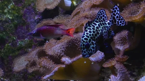 Close up of harlequin fish Stock Footage 144389373