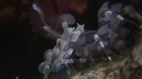 Close up Harlequin shrimp on a reef Stock Footage 618032
