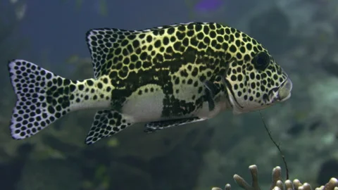 Close up harlequin sweetlips Stock Footage 131070443