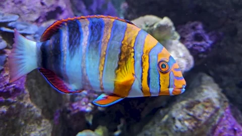 Close up of harlequin task fish Stock Footage 294344589