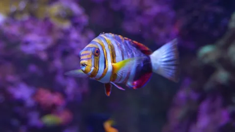 Close up of Harlequin Tuskfish  Stock Footage 239579060