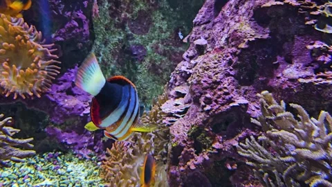 Close up of Harlequin Tuskfish Stock Footage 264127012