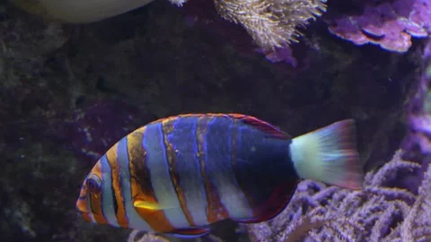 Close up of Harlequin Tuskfish  Stock Footage 277462878