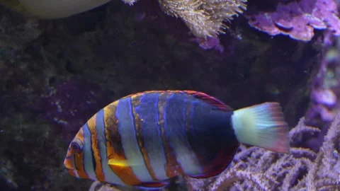 Close up of Harlequin Tuskfish  Stock Footage 277535244