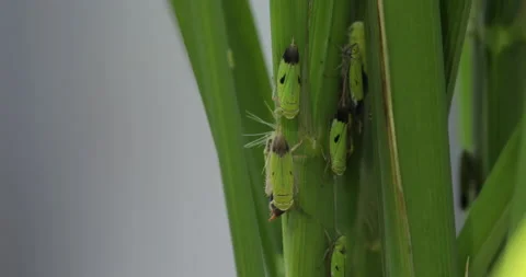 Close up of harmful insect outbreak on rice plant, Green leafhoppers 4K (2) Stockbeeldmateriaal 135292782