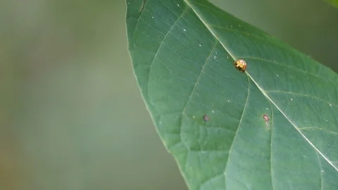 Close up of harmonia axyridis on green leaf Stock Footage 119507101
