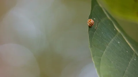 Close up of harmonia axyridis on green leaf Stock Footage 119507610