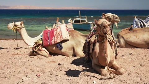 Close up of harness chew camels lying on the sand at the beach of the Red Sea Vidéo 252943701