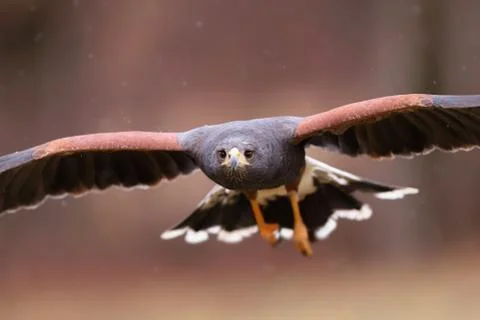 Close-up of harris hawk in flight facing camera in autumn Stock Photos