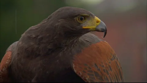 Close up of Harris Hawk before flying off Video stock 95598935