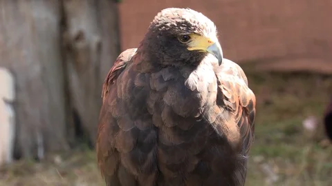 Close Up Harris Hawk Stock Footage 79540274