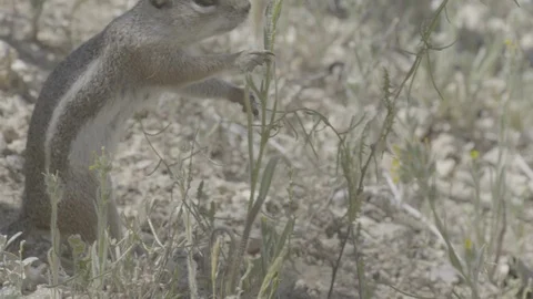 Close-up Harris's antelope squirrel eating  Stock-Footage 114896475