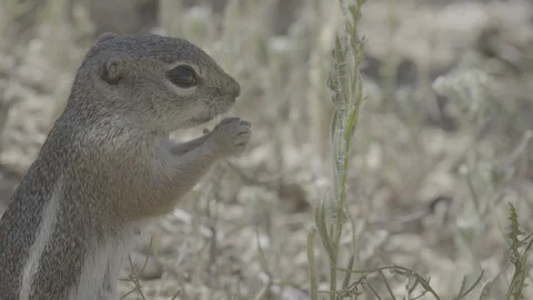 Close-up Harris's antelope squirrel eating  Stock-Footage 114897583