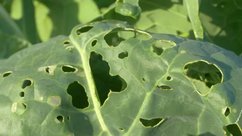 CLOSE UP: Harvest damage on green cabbage salad head caused by garden parasites Stock Footage 203801467