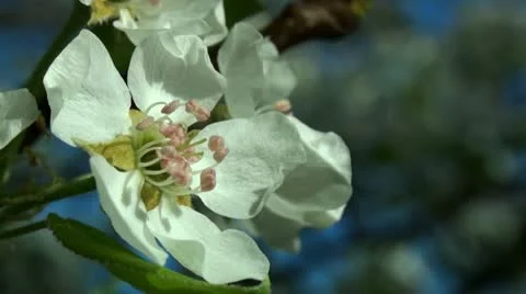 Close up of Harvest Queen Pear flower Stock Footage