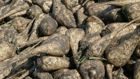 Close-up of harvested beetroots of sugar beet lying in the pile on the field. 4K 库存影片 86327005