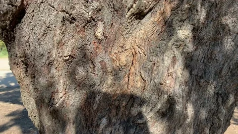 Close up of a harvested cork oak tree Stock Footage 107440479
