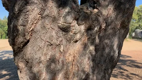 Close up of a harvested cork oak tree Stock Footage 107440757