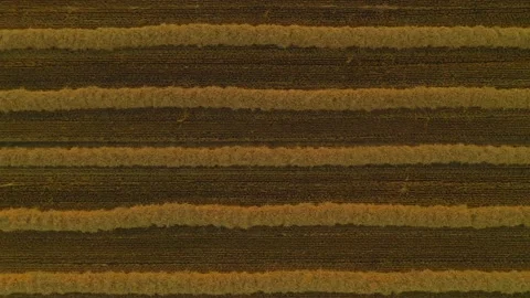 Close up at a harvested corn field with lines of sorted grain, upswinging Stock Footage 137359085