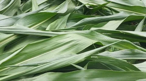 Close-up of harvested corn fodder and green leaves Stock-Fotos