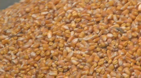 Close up of harvested corn Stock Footage 761369