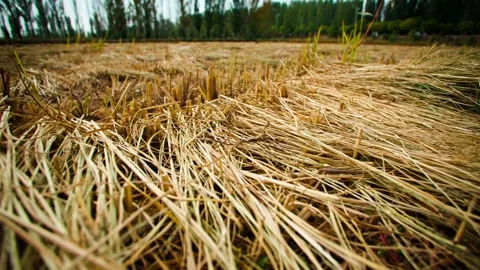 Close-up of harvested paddy fields and straw 動画素材 296321596