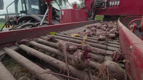 Close-up of harvested red beetroots moving quickly towards the camera on a Stock Footage 345157634