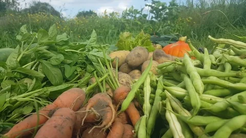 Close up of harvested vegetable pile, beans, potatoes, carrots, basil, pumpkins Vídeos de archivo 78697955