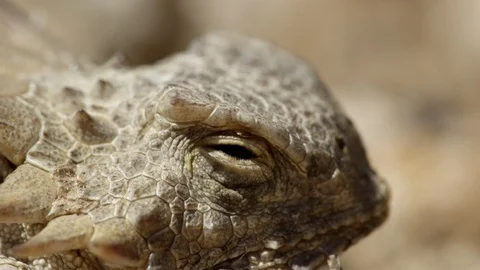 Close-up harvester ant crawling over regal horned lizard Stock-Footage 114850080
