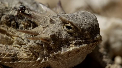 Close-up harvester ants crawling over regal horned lizard  Stock Footage 114851428