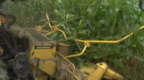Close up of harvester cutters cutting maize silage. Stock Footage 22939156